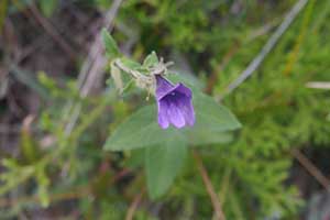 Flower, Tai Tam Country Park, 21 October 2015