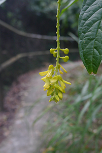 Flowers, Tai Tam Country Park, 21 October 2015