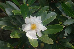 Camelia flower, Tai Tam Country Park, 21 October 2015