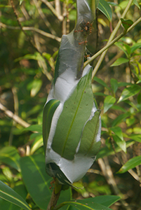 Insect's cocoon within leaves, Tai Tam Country Park, 21 October 2015