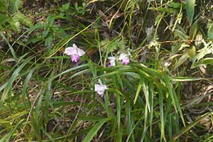 Orchids, Tai Tam Country Park, 21 October 2015