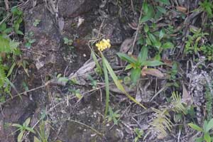 Orchids, Tai Tam Country Park, 21 October 2015