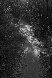 Hiking trail, Tai Tam Country Park, 21 October 2015