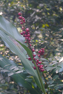 Plant in Tai Tam Country Park, 21 October 2015