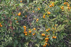 Tai Tam Country Park, 21 October 2015