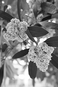 Flowers, on the waterfront between the Central Ferry Piers and the Shun Tak Centre, Man Kwong Street, 8 November 2015