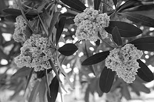 Flowers on a tree, on the waterfront between the Central Ferry Piers and the Shun Tak Centre, 8 November 2015