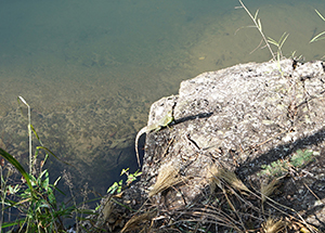 Lizard on a rock, Pokfulam Country Park, 22 November 2015