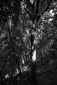 Tree in Pokfulam Country Park, 22 November 2015