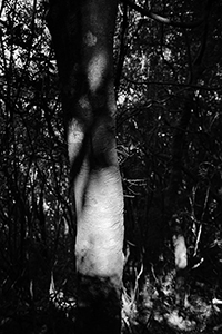 Tree in Pokfulam Country Park, 22 November 2015