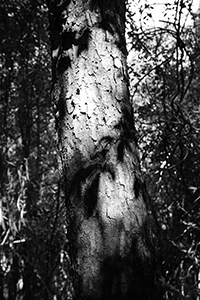 Tree in Pokfulam Country Park, 22 November 2015