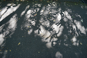 Shadows, Pokfulam Country Park, 22 November 2015
