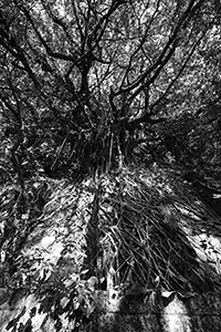 Tree in Pokfulam Country Park, 22 November 2015