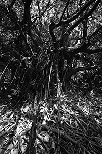 Tree in Pokfulam Country Park, 22 November 2015