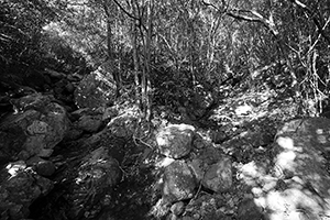 Pokfulam Country Park, 22 November 2015