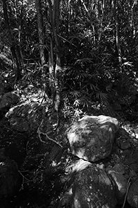 Pokfulam Country Park, 22 November 2015