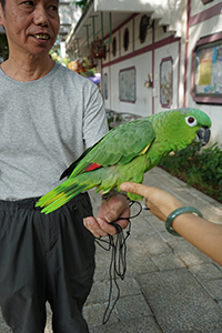 Green parrot, Yuen Po Street Bird Garden, 1 November 2015