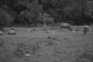 Feral water buffalo, Pui O, Lantau, 15 November 2015