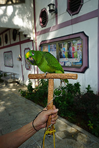 Green parrot, Yuen Po Street Bird Garden, 1 November 2015