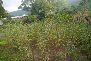 A rural scene near Pui O, Lantau, 15 November 2015