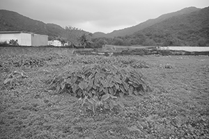 Rural scene, near Pui O, Lantau, 15 November 2015
