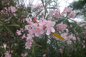Flowers, Lantau, 15 November 2015