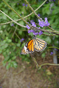 A butterfly and purple flowers, Lantau, 15 November 2015