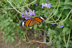 A butterfly and purple flowers, Lantau, 15 November 2015