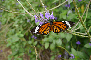 A butterfly, Lantau, 15 November 2015