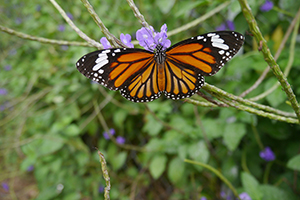 A Common Tiger butterfly and purple flowers, Lantau, 15 November 2015