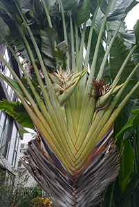 Palm tree, Lantau, 15 November 2015