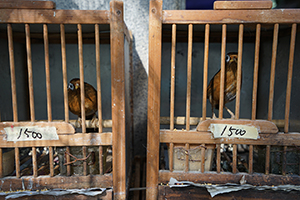 Birds in cages, Yuen Po Street Bird Garden, Kowloon, 1 November 2015