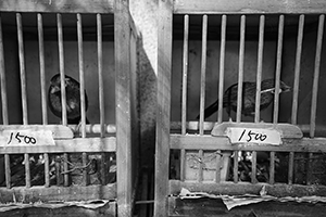 Birds in cages, Yuen Po Street Bird Garden, Kowloon, 1 November 2015