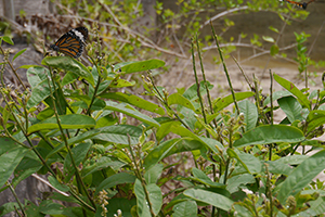 Butterfly, Lantau, 15 November 2015