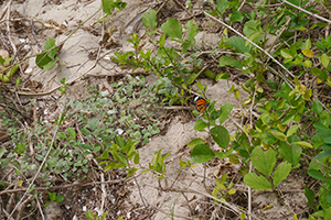 Butterfly, Lantau, 15 November 2015