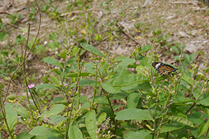 Butterfly, Lantau, 15 November 2015