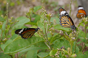 Butterflies, Lantau, 15 November 2015