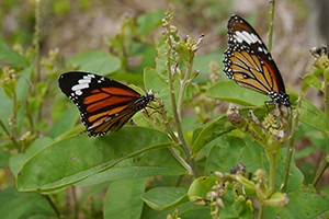 Butterflies, Lantau, 15 November 2015