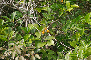 Plant with fruit, Lantau, 15 November 2015