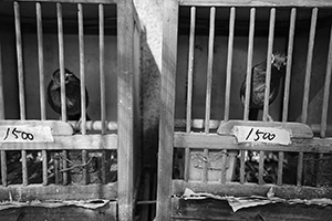 Birds in cages, Yuen Po Street Bird Garden, Kowloon, 1 November 2015