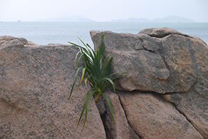 Rock on a beach, Chi Ma Wan peninsula, Lantau, 15 November 2015