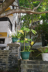 Potted plants, Chi Ma Wan peninsula, Lantau, 15 November 2015