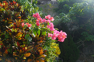 Flowers, Chi Ma Wan peninsula, Lantau, 15 November 2015