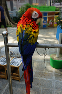 Parrot, Yuen Po Street Bird Garden, 1 November 2015