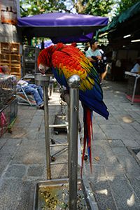 Parrot, Yuen Po Street Bird Garden, 1 November 2015