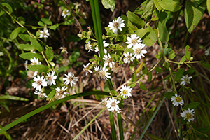 Flowers, Chi Ma Wan peninsula, Lantau, 15 November 2015