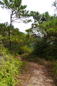 Hiking trail on the Chi Ma Wan peninsula, Lantau, 15 November 2015