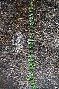 Rock, Chi Ma Wan peninsula, Lantau, 15 November 2015