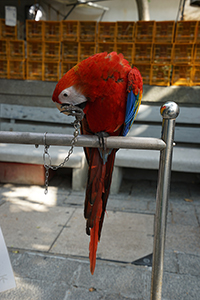 Parrot, Yuen Po Street Bird Garden, 1 November 2015