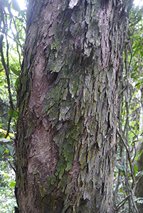 Tree, Chi Ma Wan peninsula, Lantau, 15 November 2015